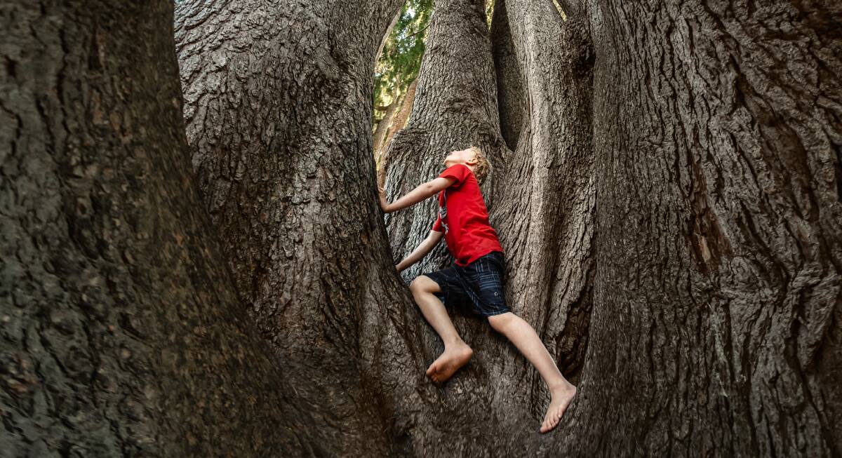 child in tree